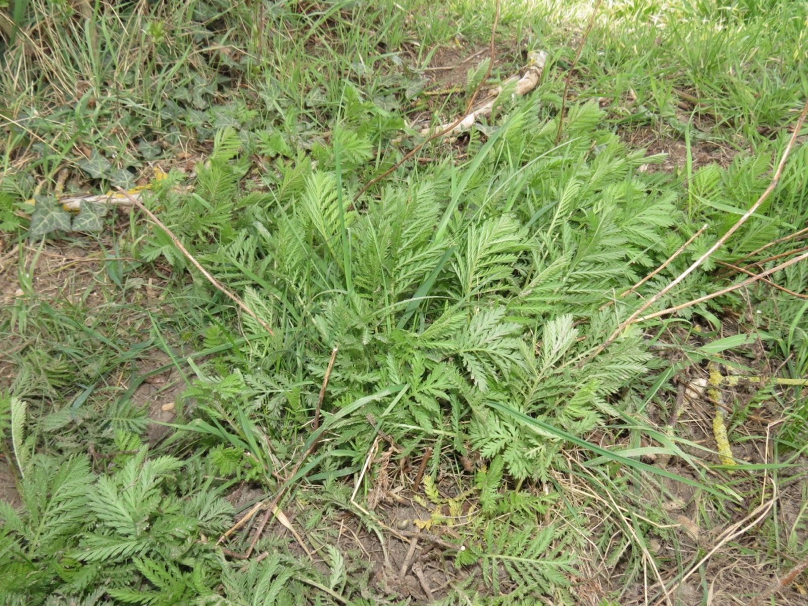 Tanaisie commune 8543